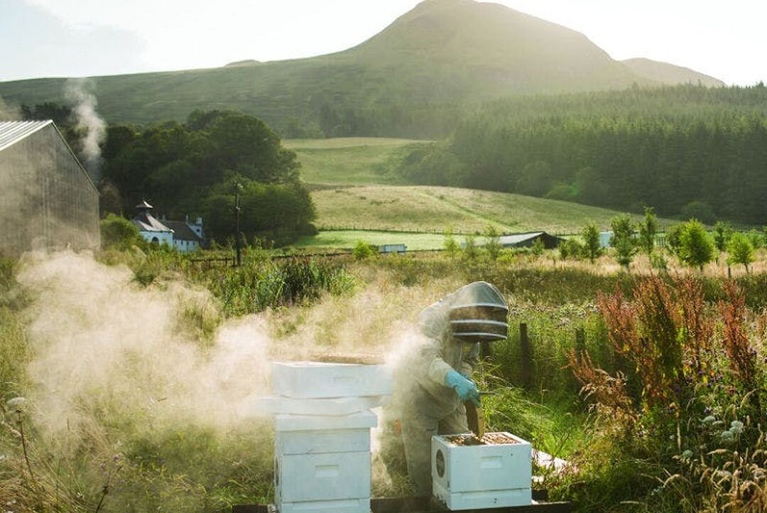 A person tending to the beehives at Glengoyne Distillery, with rolling fields and hills in the background.