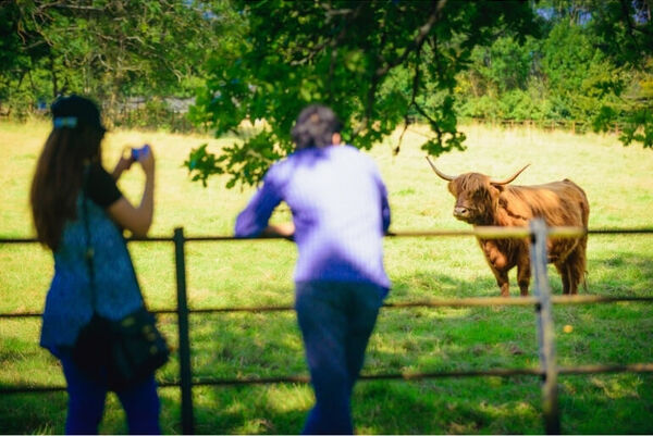 two people taking a photo of Highland Cow in Pollok Country Park