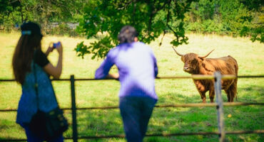 two people taking a photo of Highland Cow in Pollok Country Park
