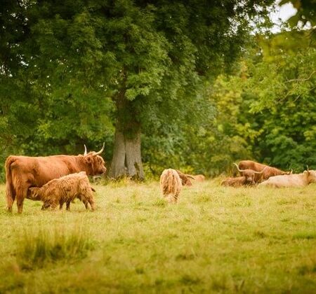 Highland Cattle at Pollok Country Park in Glasgow.