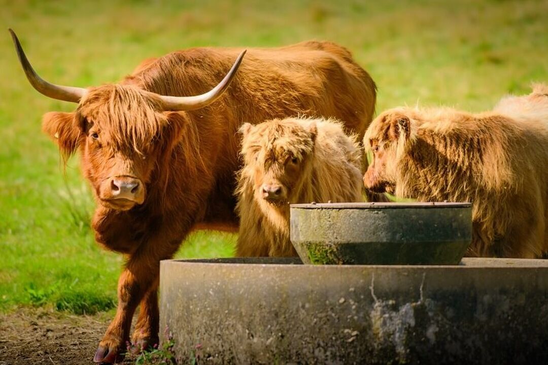 Three red-haired Highland cattle at a trough.