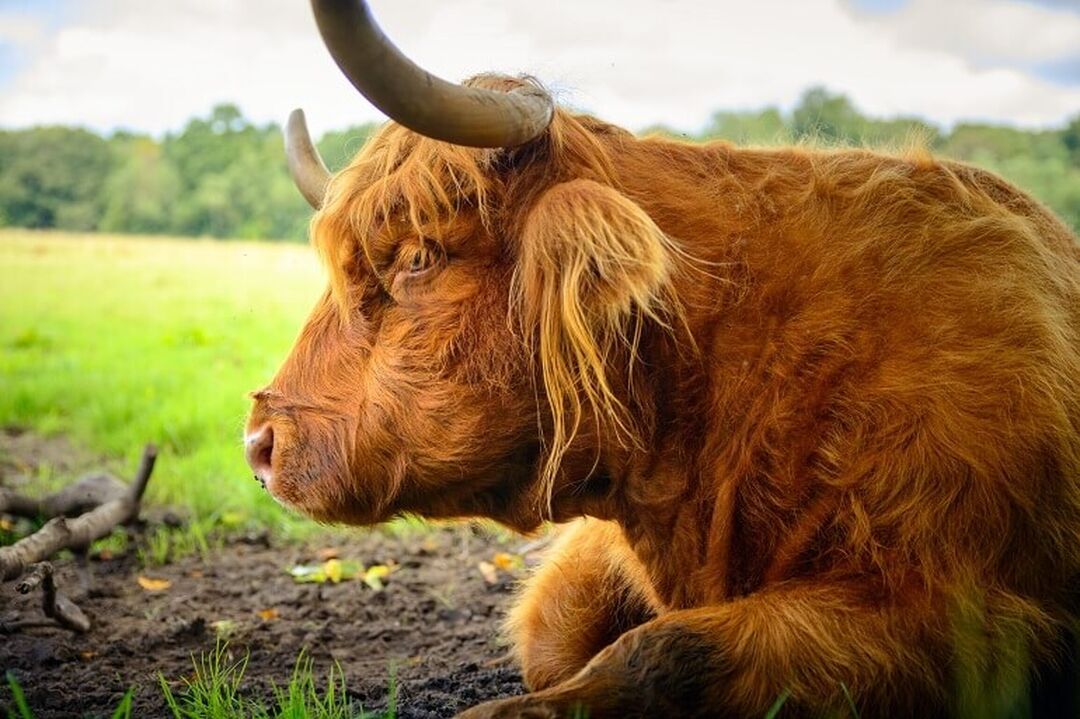 A red-haired Highland cow lying on the ground with grass and trees in the background.