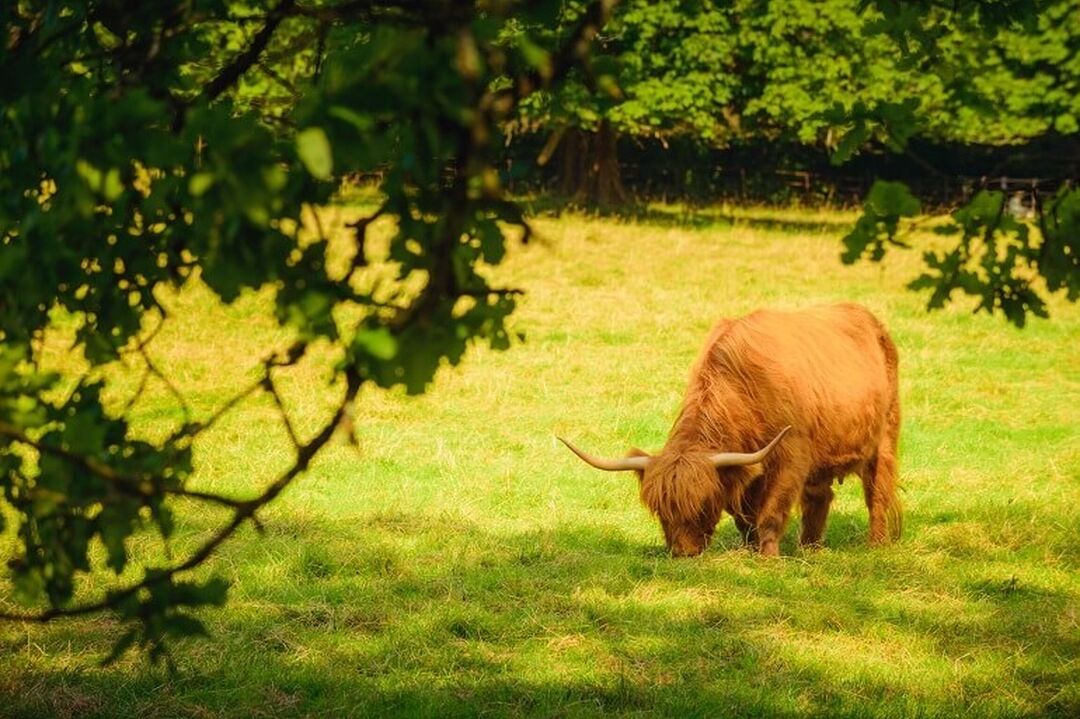 A red-haired Highland cow grazing on green grass.