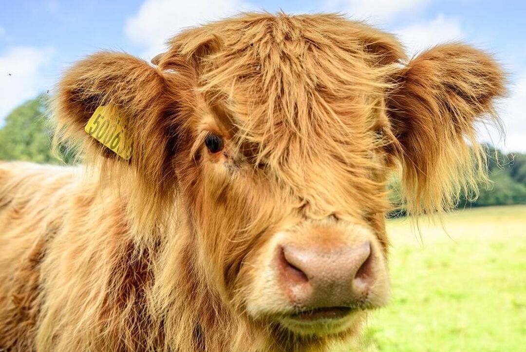 A close-up image of a red-haired Highland calf.