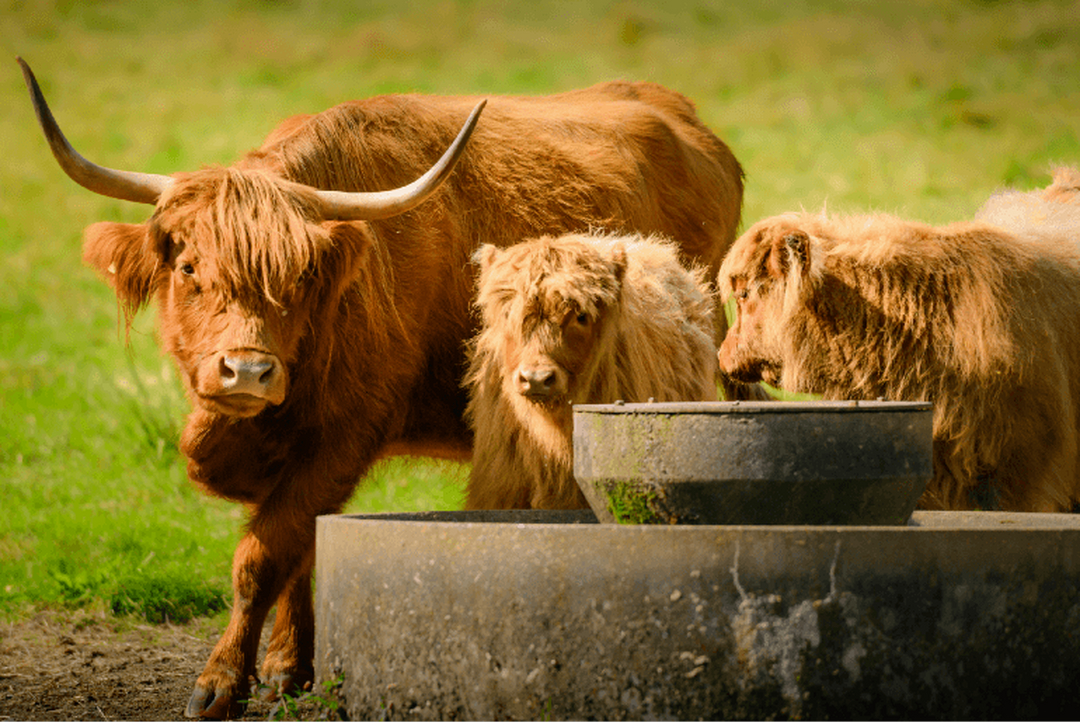 A ginger Highland Cow with horns stands beside two fluffy ginger calves beside their trough.