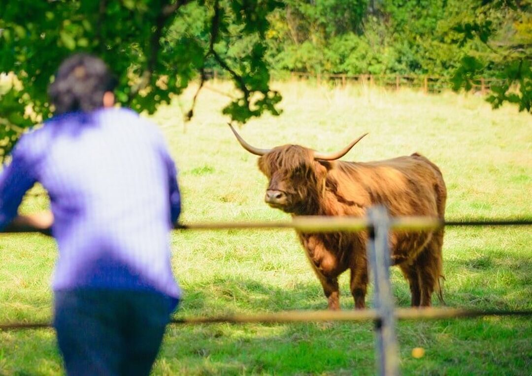 A person looks over a fence towards a ginger Highland Cow in a field.