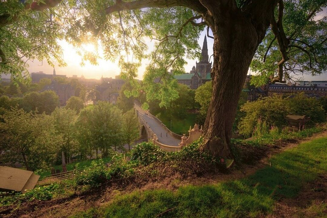 A scene at dusk of the sun glinting through the branches of a large tree. The medieval Glasgow Cathedral can be seen between the branches.