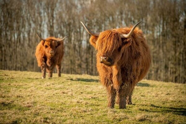 2 ginger Highland Cows with horns stand still on a grassy field in a park setting.
