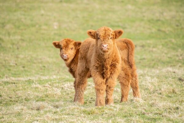 Two Highland calves stand in a grassy field looking towards the camera. They both have the traditional ginger fur of Highland cows.