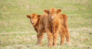 Two Highland calves stand in a grassy field looking towards the camera. They both have the traditional ginger fur of Highland cows.